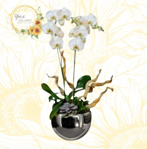 ORQUIDEA BLANCA"