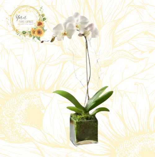 ORQUIDEA EN CUBO"