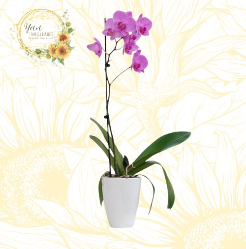 ORQUIDEA YAN"
