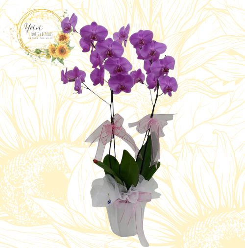 ORQUIDEA ENCANTO" 2 VARAS