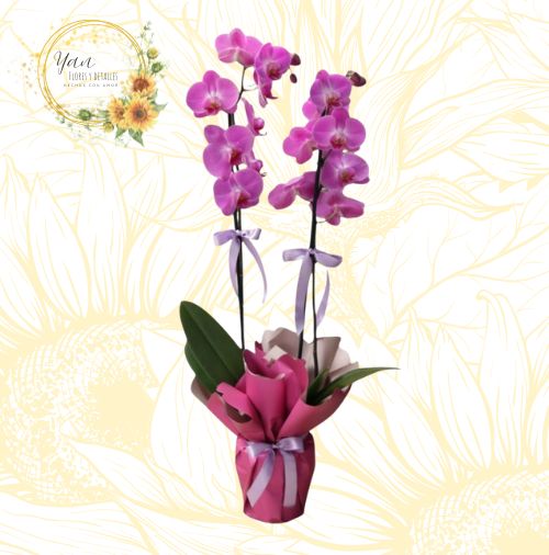 ORQUIDEA GLAMOUR" 2 VARAS