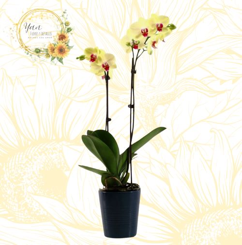 ORQUIDEA GRANDE 2 VARAS