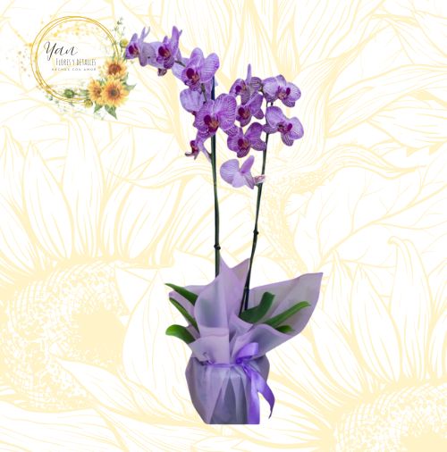 BELLA ORQUIDEA DE 2 VARAS