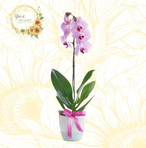 LINDA ORQUIDEA GLAMUROSA""