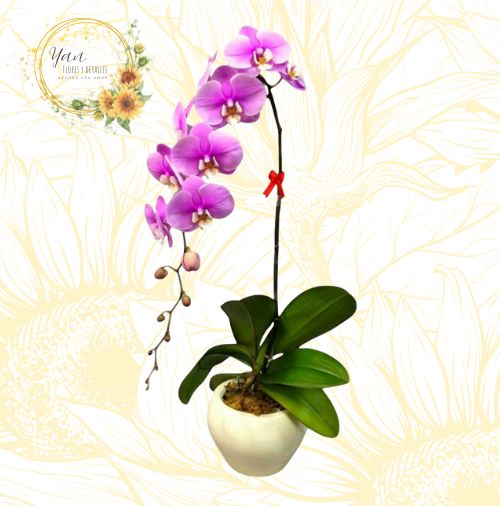 HERMOSA ORQUIDEA ROSADA""
