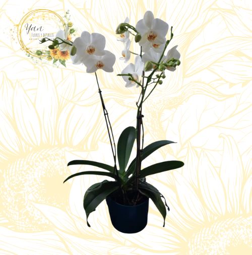 ORQUIDEA BLANCA 2 VARAS