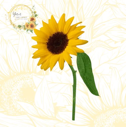 GIRASOL"